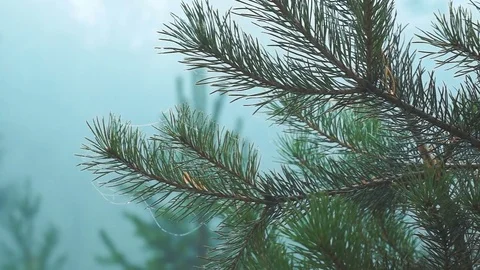 Close-up of cobweb on spruce branch against blurred forest background in fog Stock-Footage 80232099