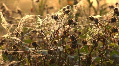 Close-up of the cobweb on the stems of plants  shimmers in the sun rays. Vidéo 105731247