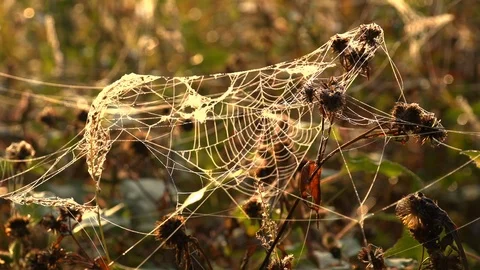 Close-up of the cobweb on the stems of plants  shimmers in the sun rays. Stock Footage 105731962