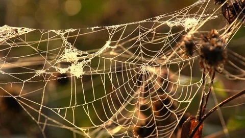 Close-up of the cobweb on the stems of plants  shimmers in the sun rays. 스톡 동영상 105734450