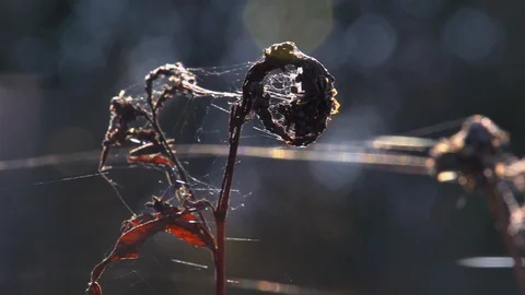 Close-up of the cobweb on the stems of plants sways and shimmers in the sunrays. Video stock 105537020