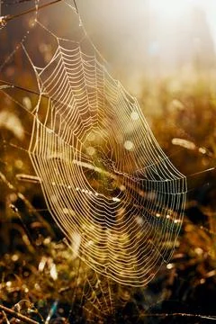 Close Up of cobwebs on dry grass foggy summer morning. Autumn background. Stock Photos
