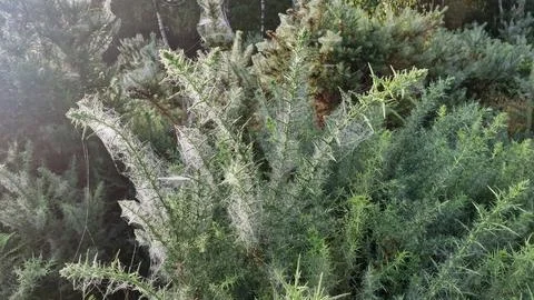 Close up of cobwebs on gorse Stock Photos