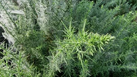Close up of cobwebs on gorse 스톡 사진
