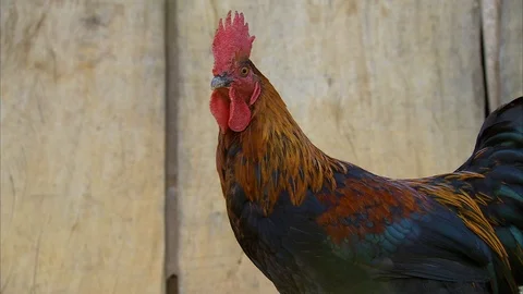 Close-up of cock Stock Footage 89071496