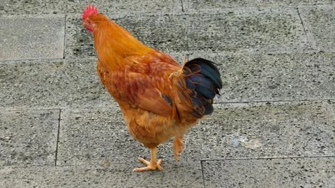 A close-up a cock Stock Photos
