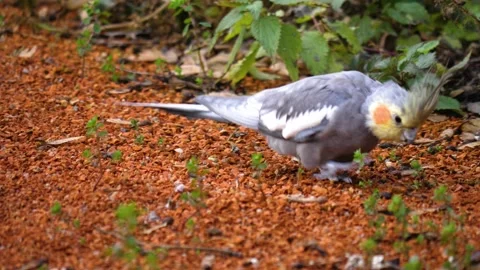 Close up of A cockatiel Stock Footage 135523760