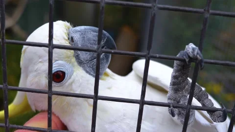 Close up of Cockatiel  Stock Footage 143417031