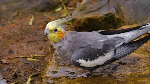 Close up of Cockatiel parrots  Stock Footage 144041660