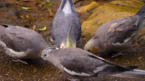 Close up of Cockatiel parrots  Stock Footage 144041774