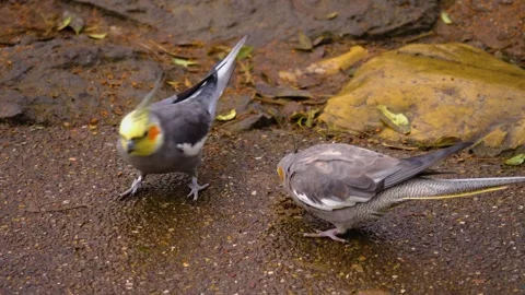 Close up of Cockatiel parrots  Stock Footage 144041874