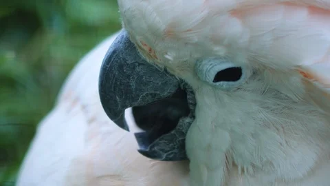 Close up of a cockatoo head. Video stock 116611414