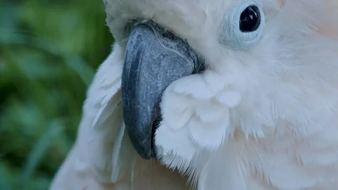 Close up of a cockatoo head. Video stock 116611549