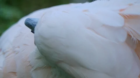 Close up of a cockatoo head. Stock Footage 116611561