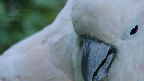 Close up of a cockatoo head. Stock Footage 116611670