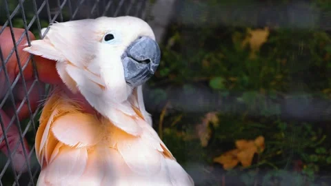 Close up of a cockatoo head Stock Footage 143416994