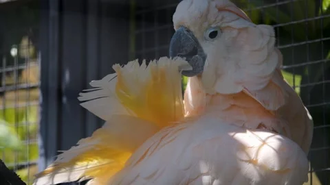 Close up of a cockatoo head Stock Footage 249888188