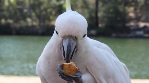 Close up Cockatoo shot Stockbeeldmateriaal 76105758