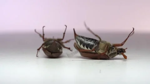 Close up of cockchafer, may bug beetle on white background. Slow motion Stock-Footage 154217020