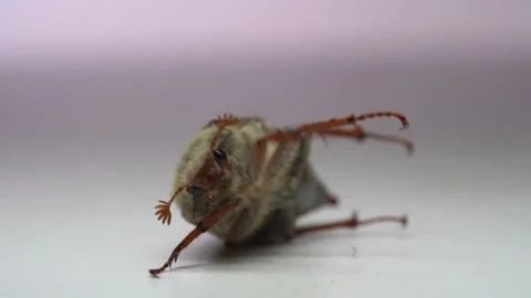 Close up of cockchafer, may bug beetle on white background Stock Footage 154217023