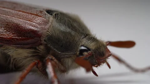 Close up of cockchafer, may bug beetle on white background Stock Footage 154217039