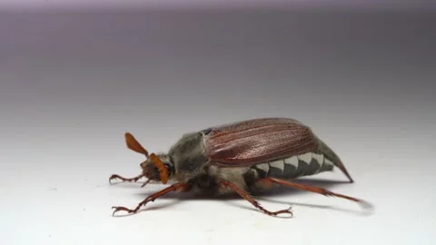 Close up of cockchafer, may bug beetle on white background Video stock 154217065