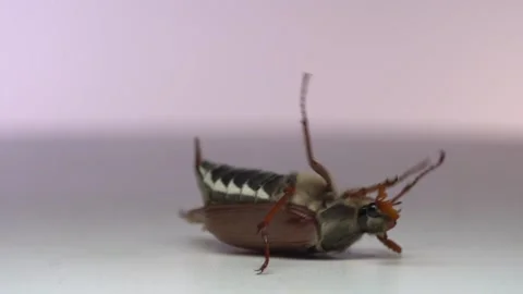 Close up of cockchafer, may bug laying  on back. Slow motion Stock Footage 154217016