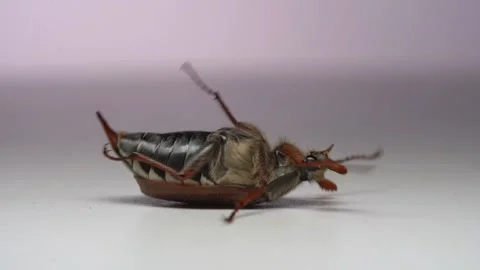 Close up of cockchafer, may bug on white background. Slow motion Stock Footage 154217009