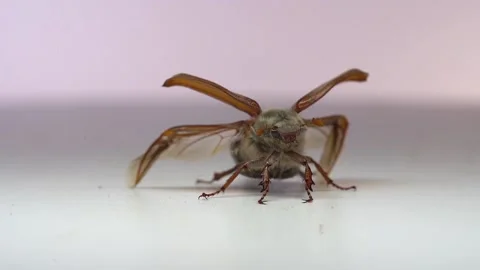Close up of cockchafer, may bug on white background flies Stock Footage 154217013