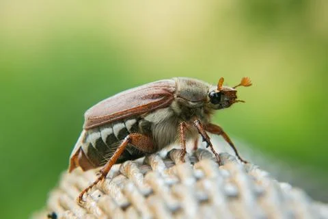 Close up of a Cockchafer Stock Photos