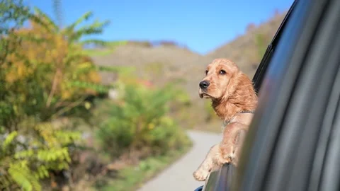 Close up cocker dog riding a car and putting head out of window and watching Stock Footage 168906602