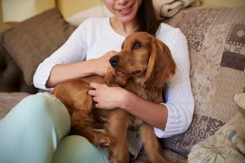 Close Up Of Cocker Spaniel Owner Cuddling Dog On Sofa Stock Photos