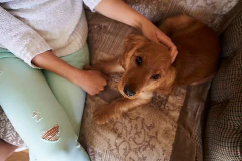 Close Up Of Cocker Spaniel Owner Cuddling Dog On Sofa Stock Photos
