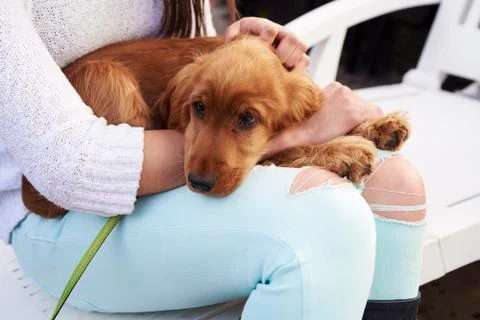 Close Up Of Cocker Spaniel Owner Cuddling Dog After Walk Stock-Fotos