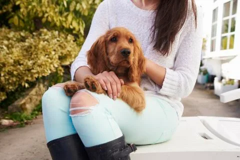 Close Up Of Cocker Spaniel Owner Cuddling Dog After Walk Stock Photos