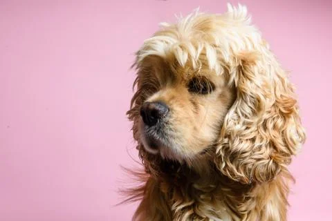 Close-up of cocker spaniel on a pink background Stock Photos