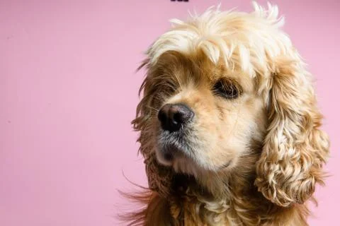Close-up of cocker spaniel on a pink background Stock Photos