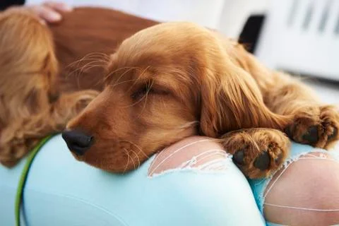 Close Up Of Cocker Spaniel Puppy Sleeping After Walk Stock Photos