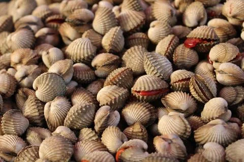 Close up cockle background Stock Photos