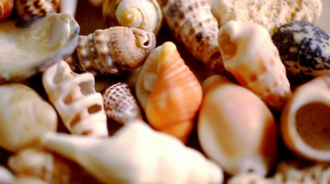 Close up cockleshell, shells and seashells. Macro video shift motion Stock Footage 39809224