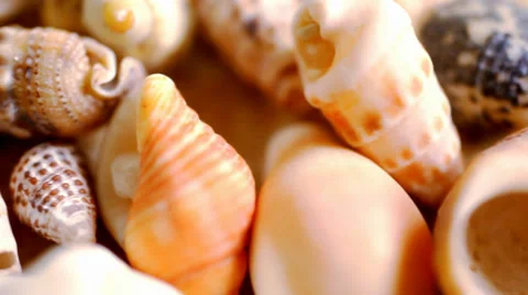 Close up cockleshell, shells and seashells. Macro video shift motion Stock Footage 39809269