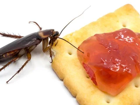 Close up cockroach on the Biscuit with red jam.Cockroach eating Biscuit on wh Stock Photos