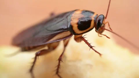 Close-up of a cockroach cleaning its jaw Stock Footage 306704533