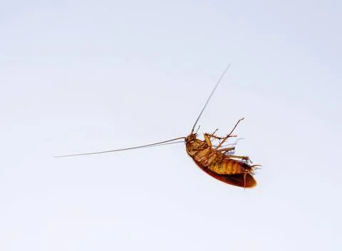 Close-up of a cockroach crawling on a plain surface Stock Photos