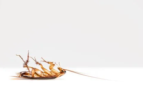Close up cockroach dead on white background Stock Photos