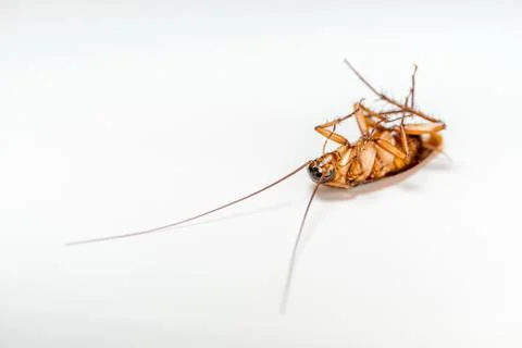 Close up cockroach dead on white background Foto stock