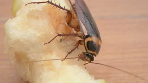 Close-up of a cockroach eating a snow pear at horizontal composition Stock Footage 306470892