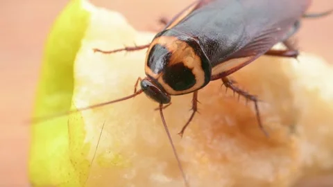 Close-up of a cockroach eating a snow pear at horizontal composition Stock Footage 306704736