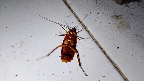 Close up of a cockroach 스톡 동영상 321234692