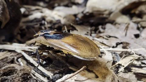Close-up of a cockroach with intricate wing patterns resting on dry leaves 스톡 사진